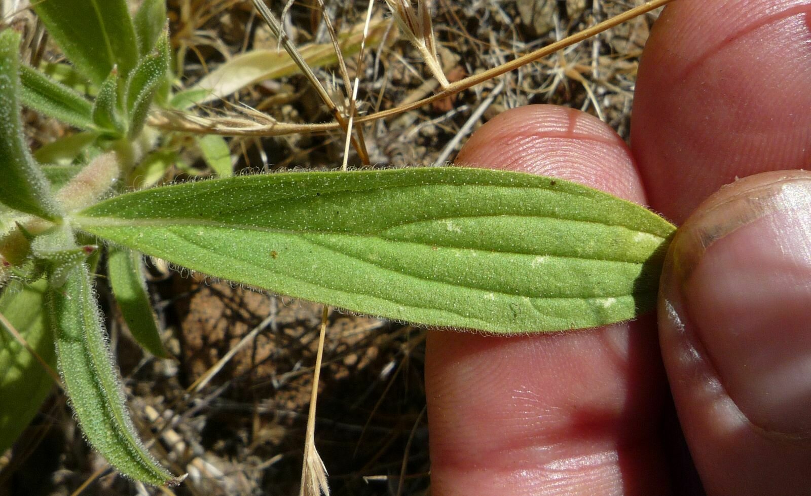 High Resolution Trichostema lanceolatum Leaf